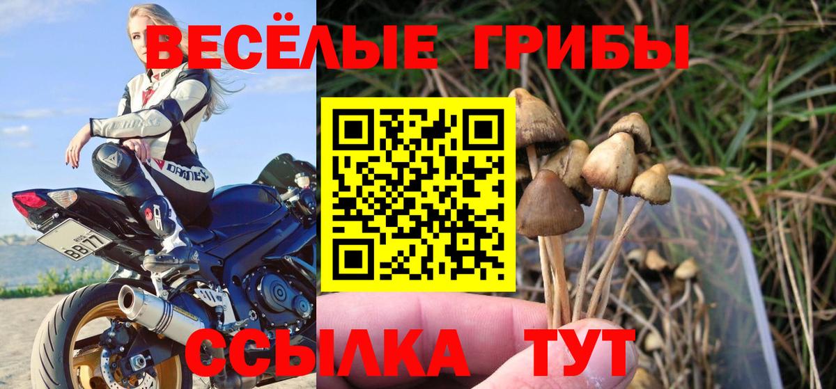 Валуйки  Галлюциногенные грибы Psilocybe  Вход с VPN 